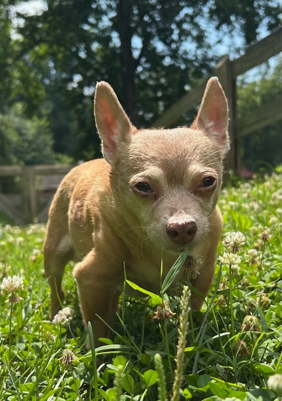 Rosco