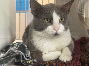 Thank you for choosing adoption and making a rescued kitty part of your family Our team is looking 
