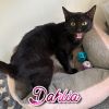 Dahlia photo 1