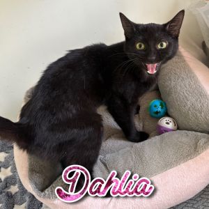 Dahlia, Young Female Domestic Short Hair