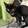 Dahlia photo 3