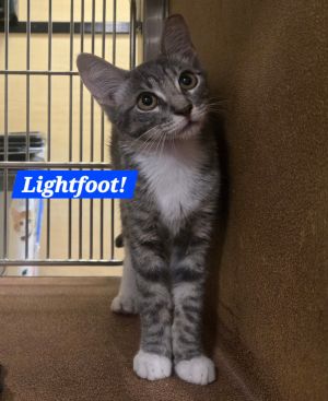 Lightfoot, Baby Male Domestic Short Hair