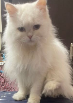 Loza, Young Female unknown
