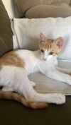 Aharon four months old photo 2