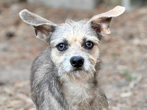 Sparky