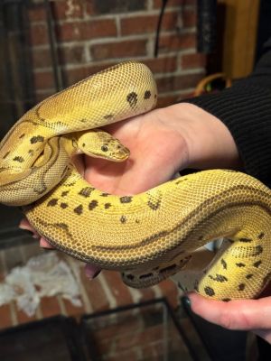Comfy, Adult Female unknown