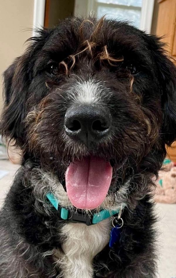 Cheddar