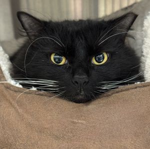 Cleo, Adult Female unknown