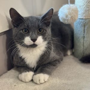 Hans, Baby Male Domestic Short Hair