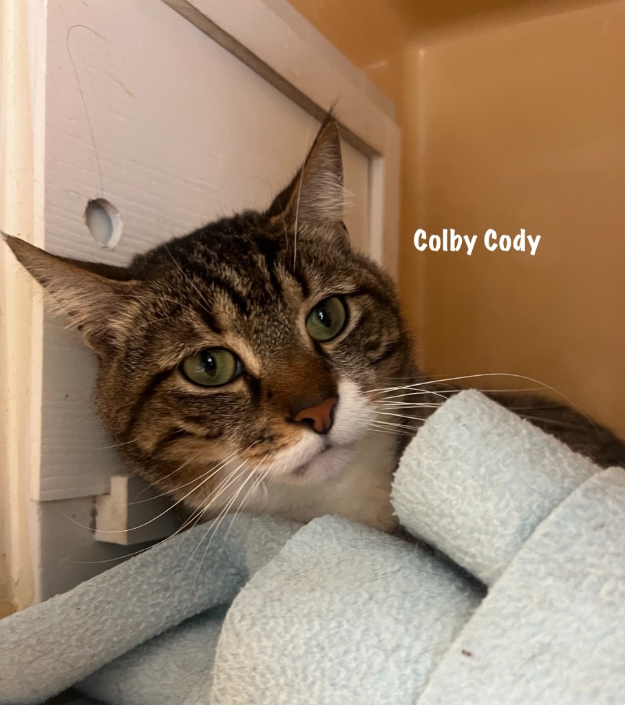 Colby Cody