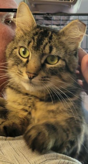 Link, Adult Male Domestic Medium Hair