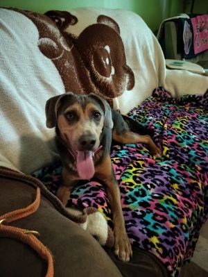 FOSTER OR FOSTER-TO-ADOPT NEEDED SUNDAY 713 Please email Jennydoggoneseattleorg Animal Profile Z