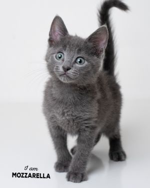 Mozzarella, Baby Male Domestic Short Hair