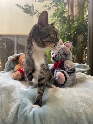 Aimee, Young Female Domestic Short Hair
