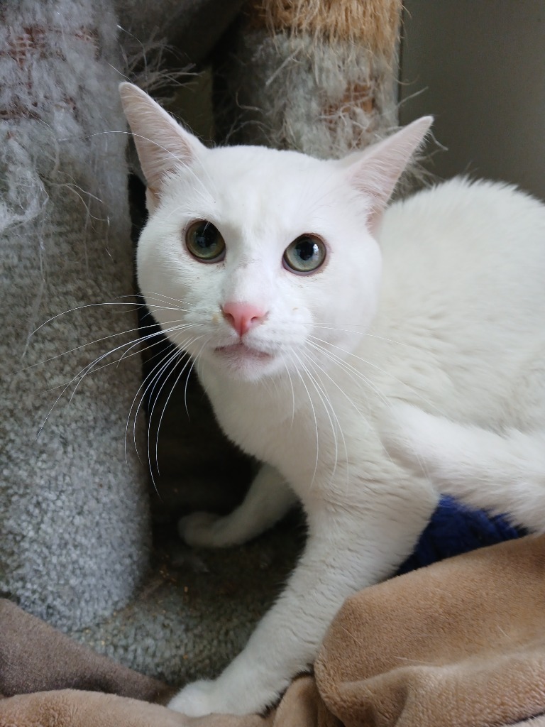 Mochi