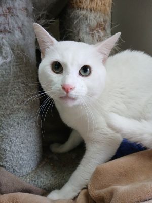 Mochi, Young Male unknown