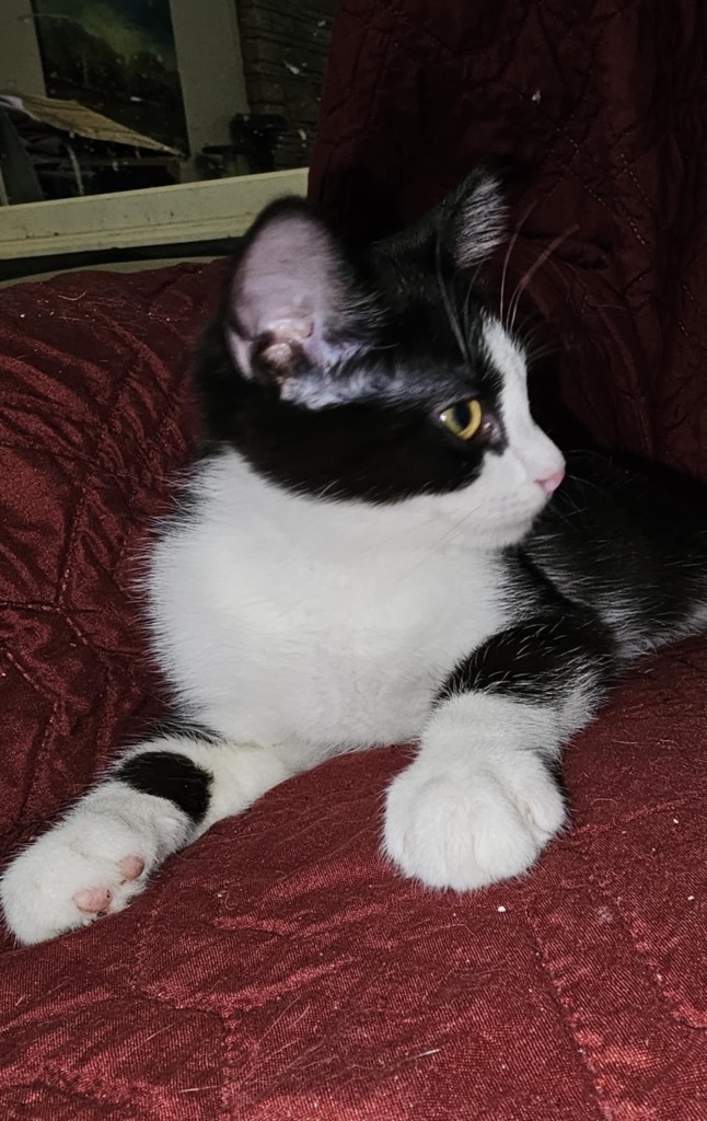 Oreo