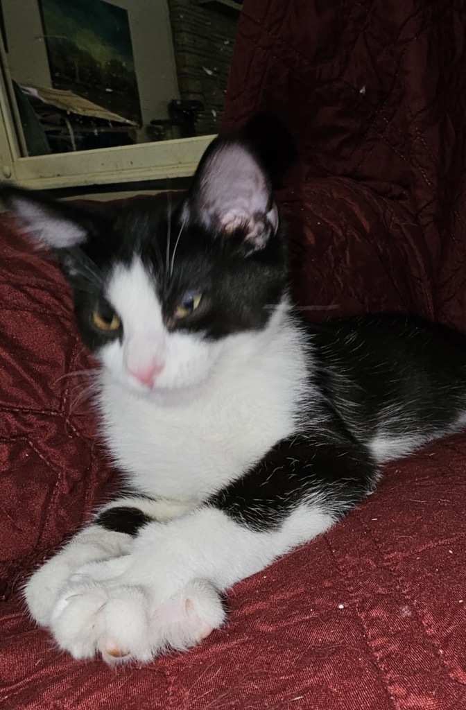 Oreo