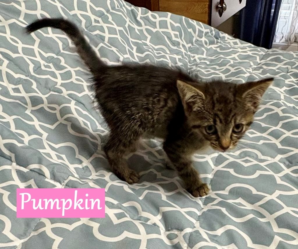 Pumpkin