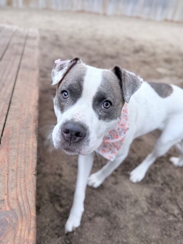 Rosie