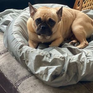Moxie, Adult Female unknown