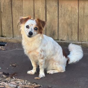 Asha, Adult Female unknown