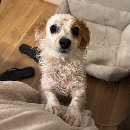 Asha, an adoptable Chihuahua, Papillon in Katy, TX, 77449 | Photo Image 1