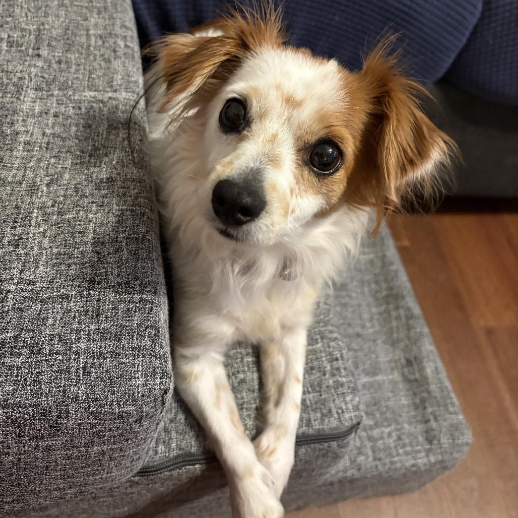 Asha, an adoptable Chihuahua, Papillon in Katy, TX, 77449 | Photo Image 3