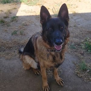 Rosa German Shepherd Dog Dog
