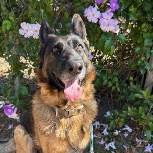 Hi My name is Rosa and Im at the Santa Barbara Campus Im a 4 year old female German Shepherd