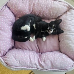 Penelope Domestic Short Hair Cat
