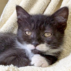 Patricia Domestic Short Hair Cat