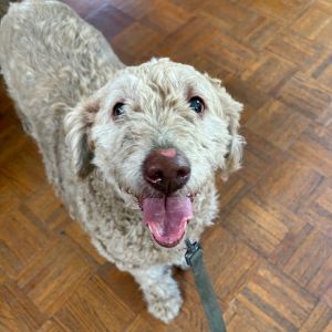 Hi My name is Rosie and Im at the Santa Barbara Campus Im a 8 year old female Bedlington Terrier