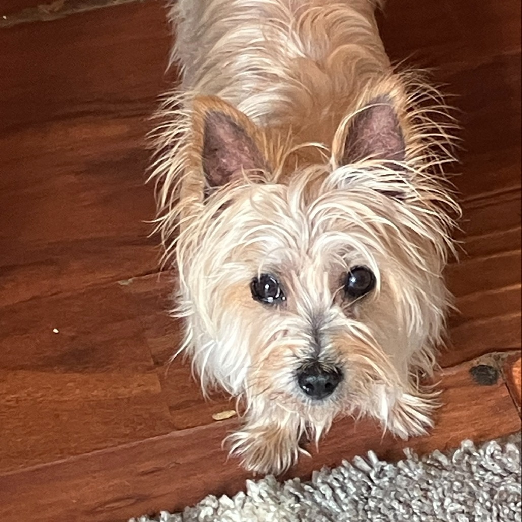 Lizzie