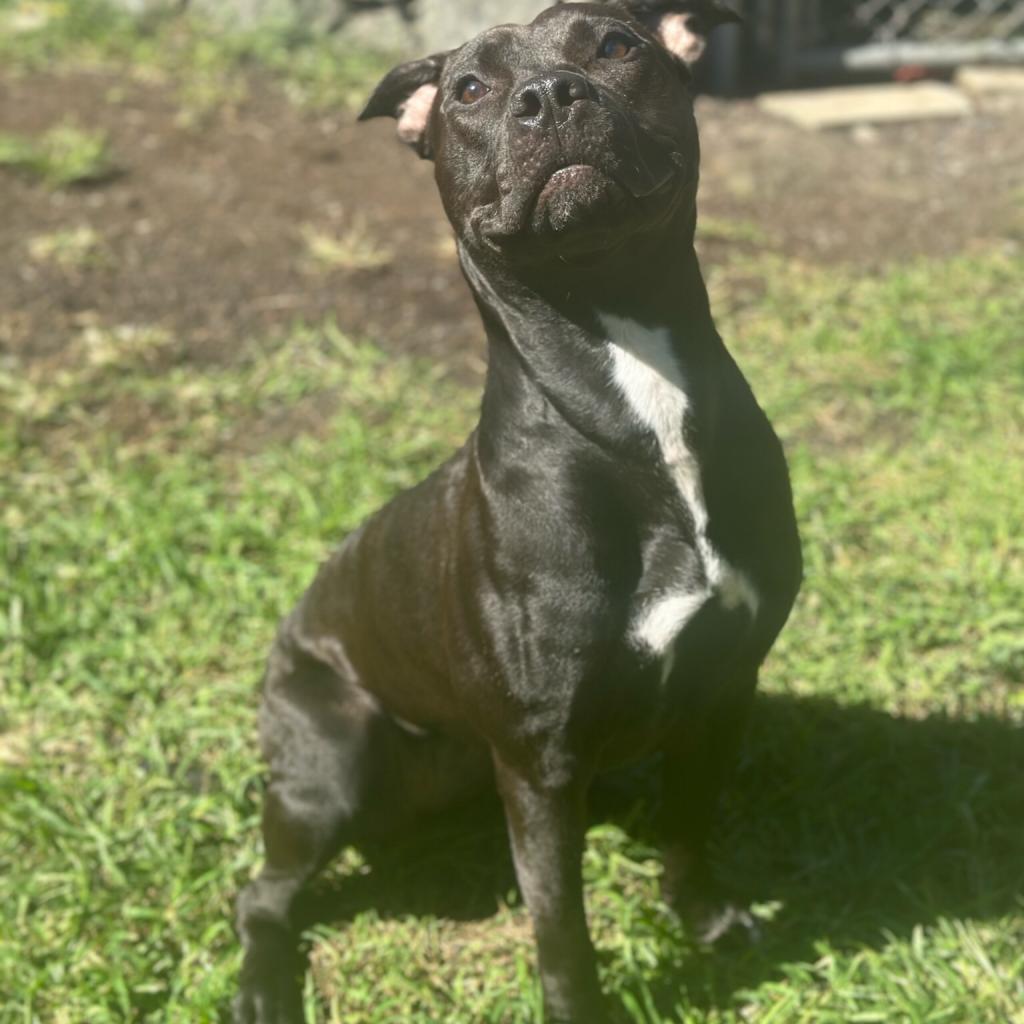 Pan COH-A-7555, an adoptable Pit Bull Terrier in Keaau, HI, 96749 | Photo Image 1