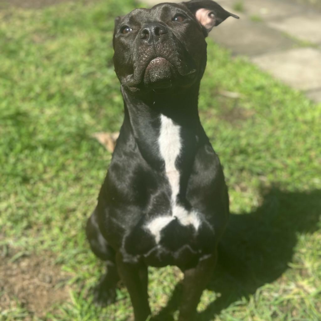 Pan COH-A-7555, an adoptable Pit Bull Terrier in Keaau, HI, 96749 | Photo Image 2