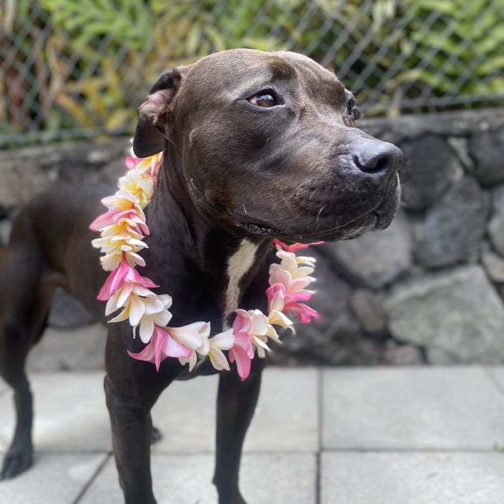 Pan COH-A-7555, an adoptable Pit Bull Terrier in Keaau, HI, 96749 | Photo Image 3