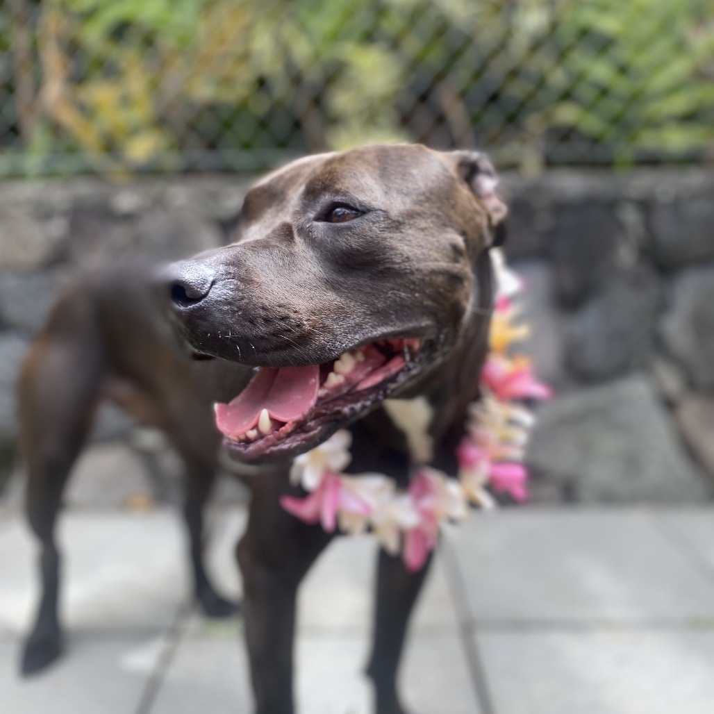 Pan COH-A-7555, an adoptable Pit Bull Terrier in Keaau, HI, 96749 | Photo Image 4