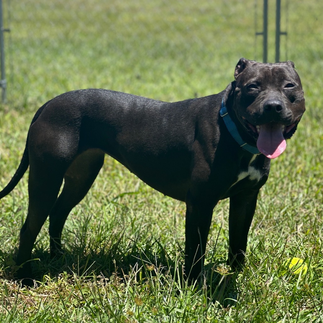 Pan COH-A-7555, an adoptable Pit Bull Terrier in Keaau, HI, 96749 | Photo Image 5