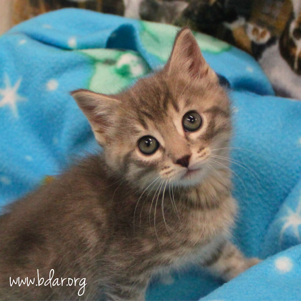 Sparrow, an adoptable Domestic Short Hair in Cheyenne, WY, 82009 | Photo Image 1
