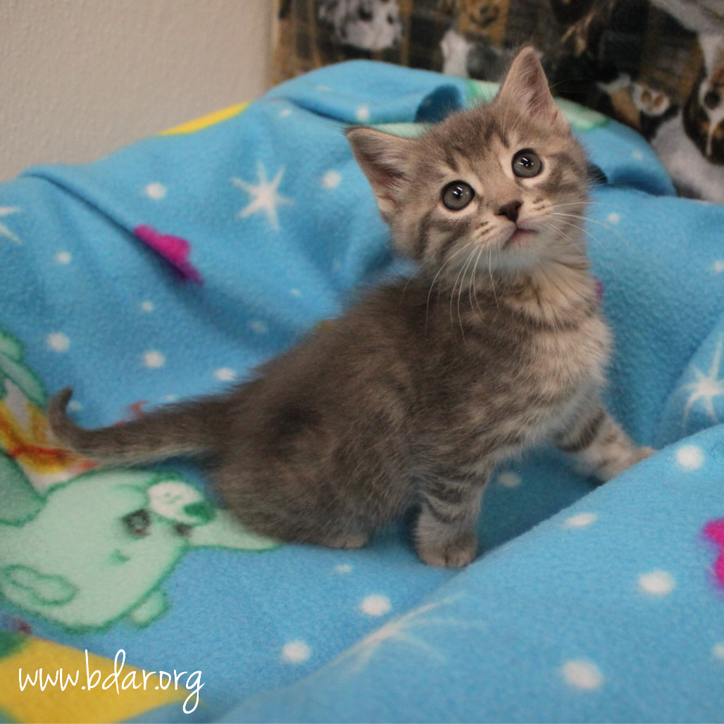 Sparrow, an adoptable Domestic Short Hair in Cheyenne, WY, 82009 | Photo Image 2