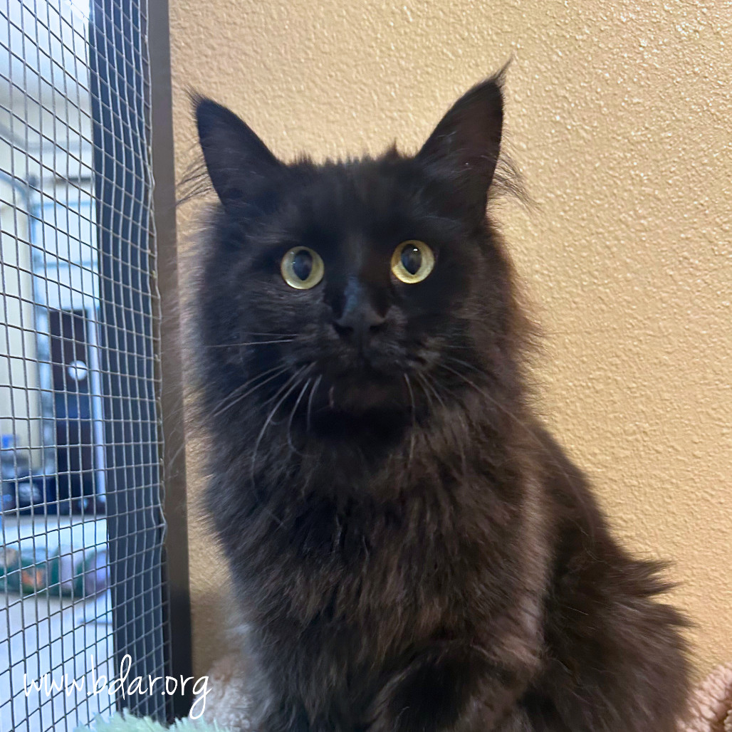 Lilo, an adoptable Domestic Long Hair in Cheyenne, WY, 82009 | Photo Image 1