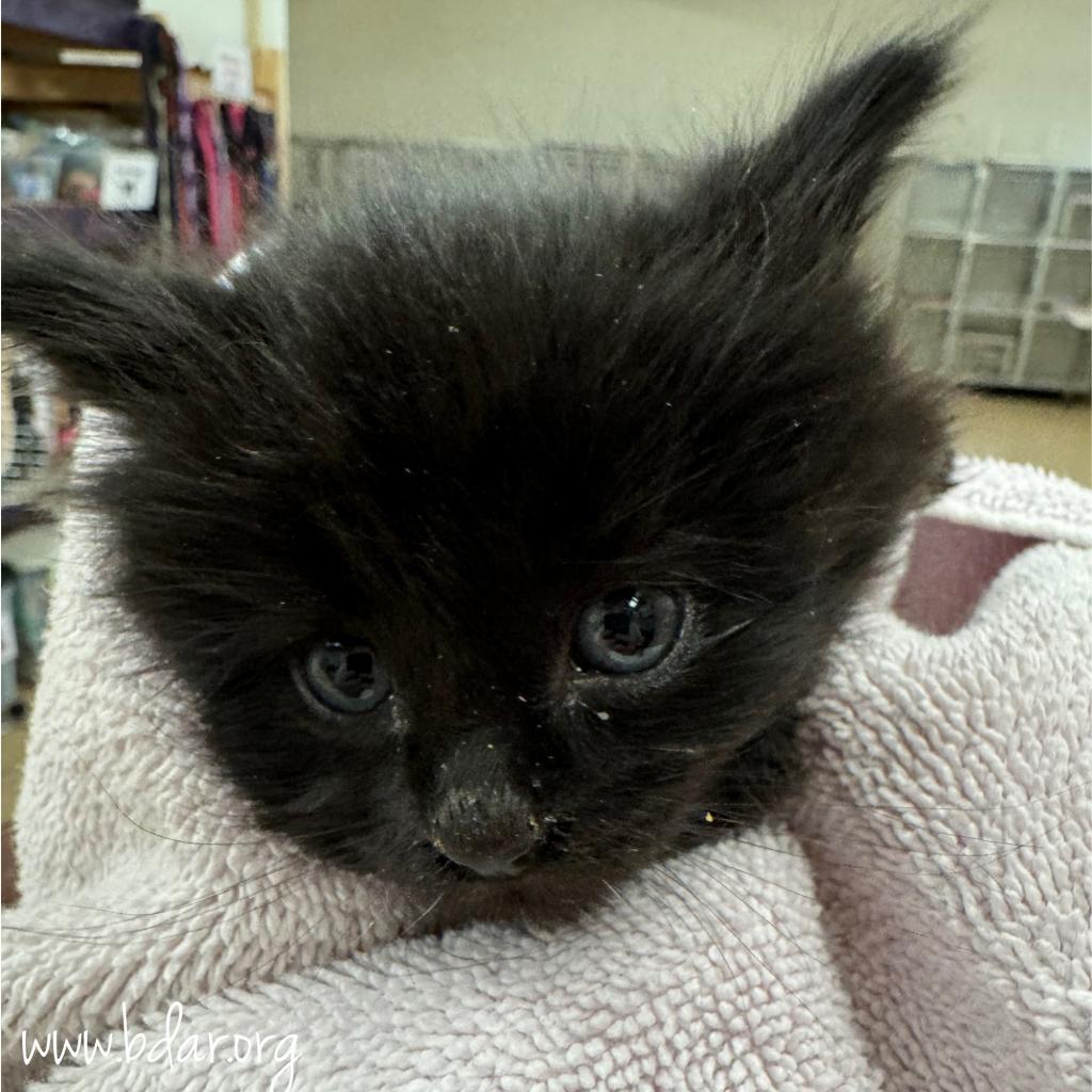 Lilo, an adoptable Domestic Long Hair in Cheyenne, WY, 82009 | Photo Image 2