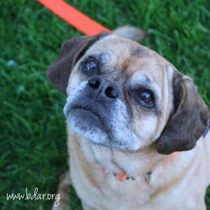 Abby, Senior Female unknown