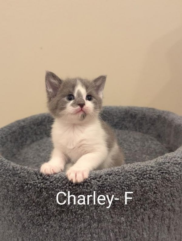 Charley