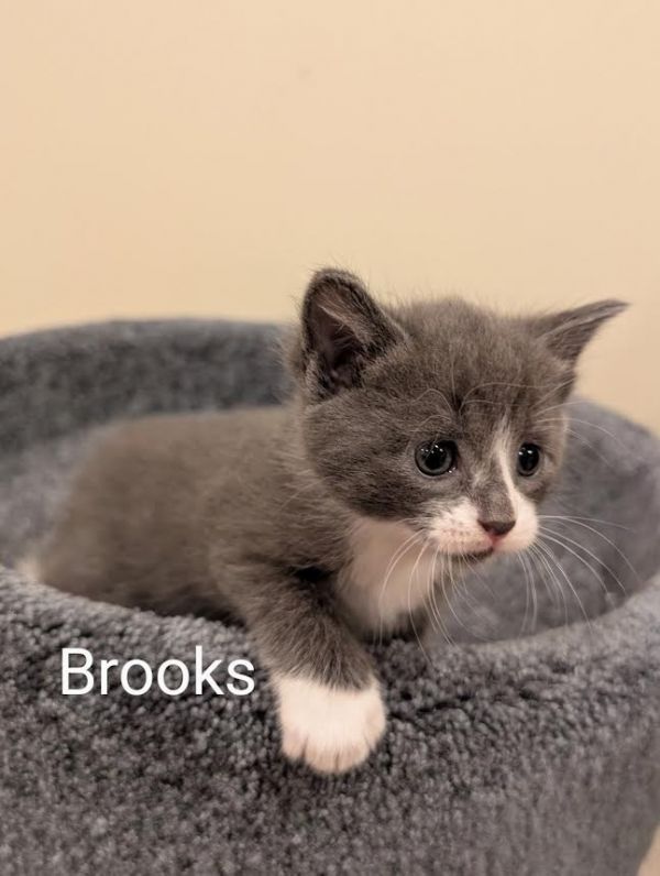 Brooks
