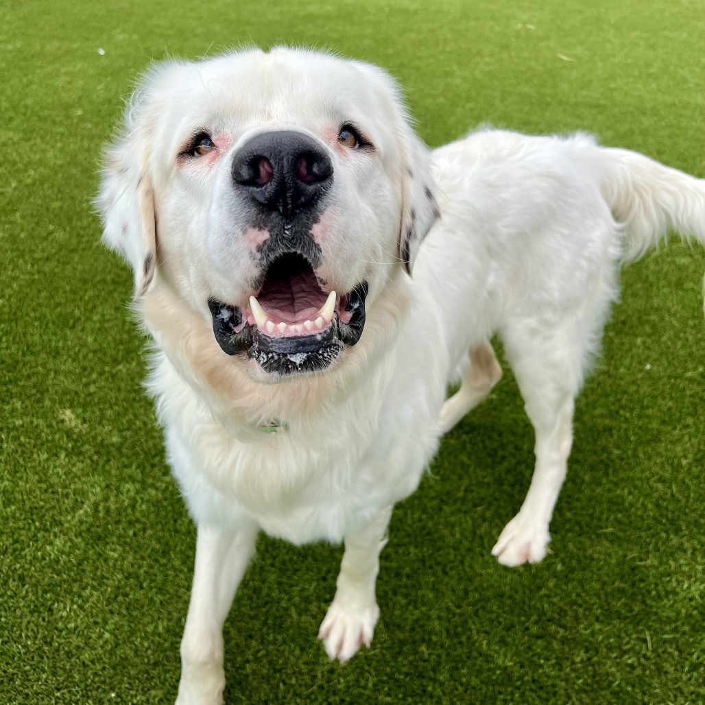 Moose, an adoptable Great Pyrenees in Idaho Falls, ID, 83402 | Photo Image 1