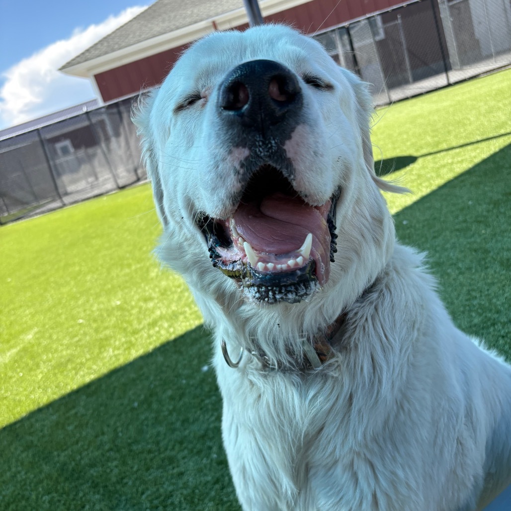 Moose, an adoptable Great Pyrenees in Idaho Falls, ID, 83402 | Photo Image 2