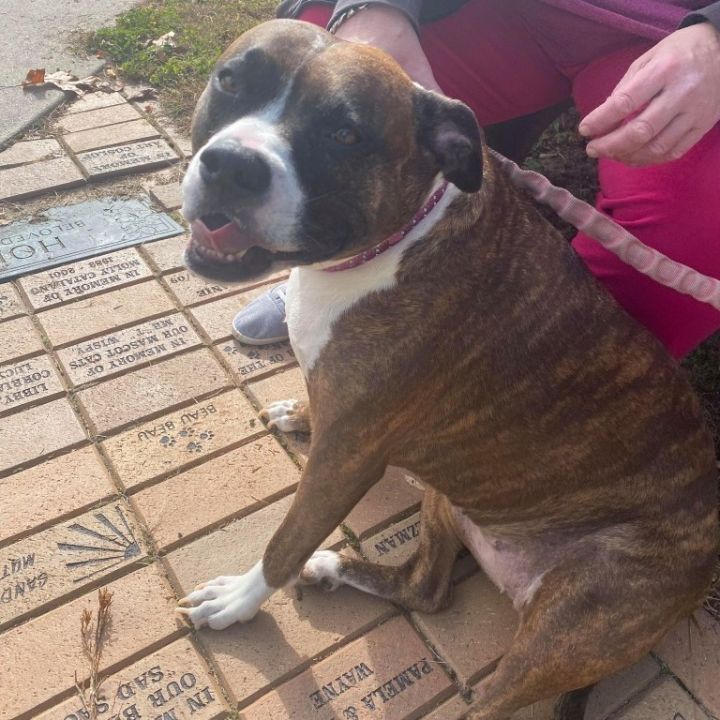 Scarlett (In Foster) 1