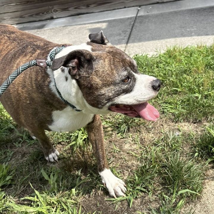 Scarlett (In Foster) 3